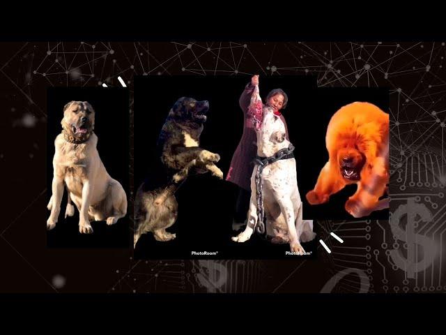 Strongest & Most Powerful Dog Breeds