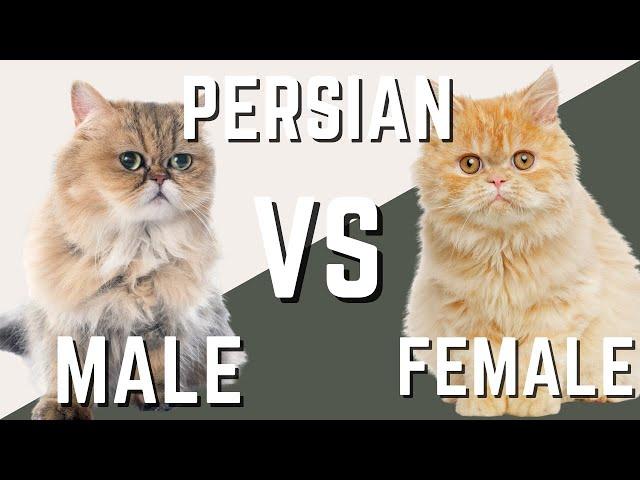 Male Persian Cat VS Female Persian Cat - Compare and Contrast