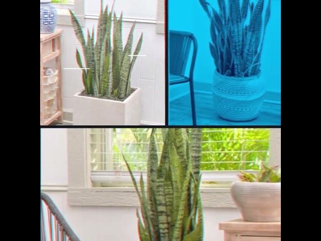 Snake Plant for Sale