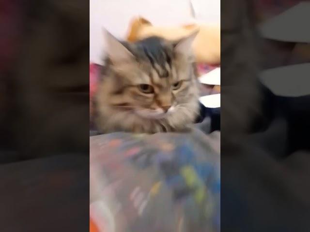 Если любишь котиков поставь лайк  и подпишись #cat #кошка #мило #милота