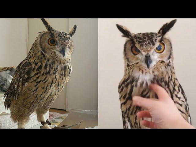 OWL BIRDS- Funny Owls And Cute Owls Videos Compilation (2021) #018 - CLONDHO TV