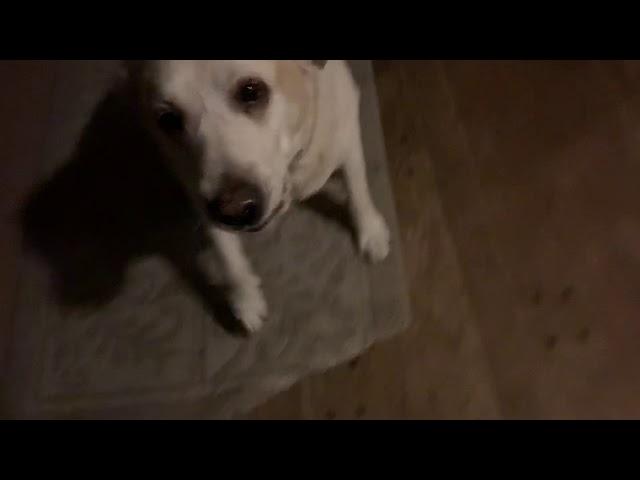 Another Kona Star the Yellow Lab sound effect