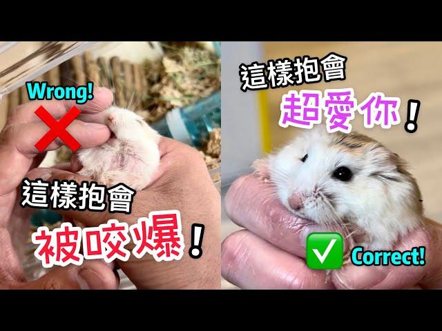 你抱錯倉鼠了嗎？3個步驟讓不給抱的倉鼠愛上你！Are You Holding Your Hamster In Wrong Ways?