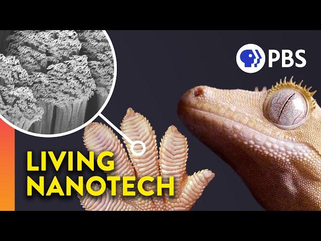 Why Geckos Are Sticky Without Being Sticky