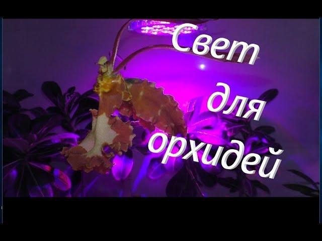 Орхидеи.  Освещение.  Чем я досвечиваю свои растения.