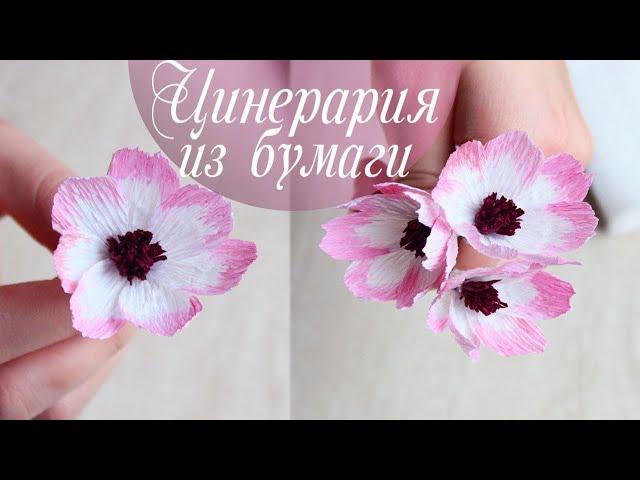 Цинерария из гофрированной бумаги | Простые цветы из бумаги