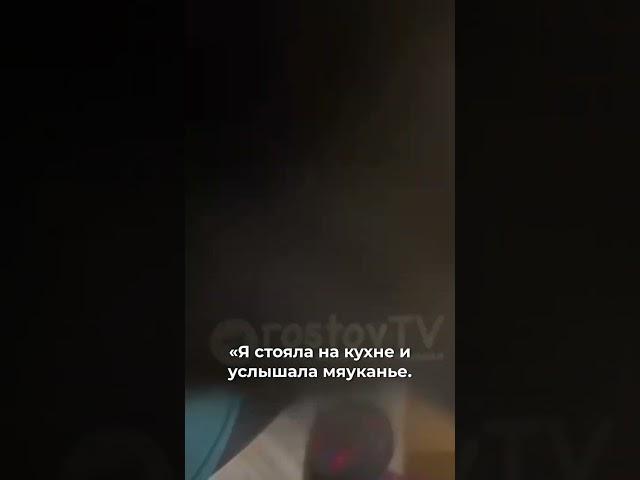 Удивительная история ростовского котенка. #новости #ростов #животные #кот #ветеринар #ростовнадону