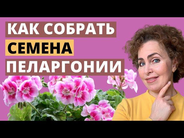 Семена из ПЕЛАРГОНИИ или ПЕЛАРГОНИЯ  из семян