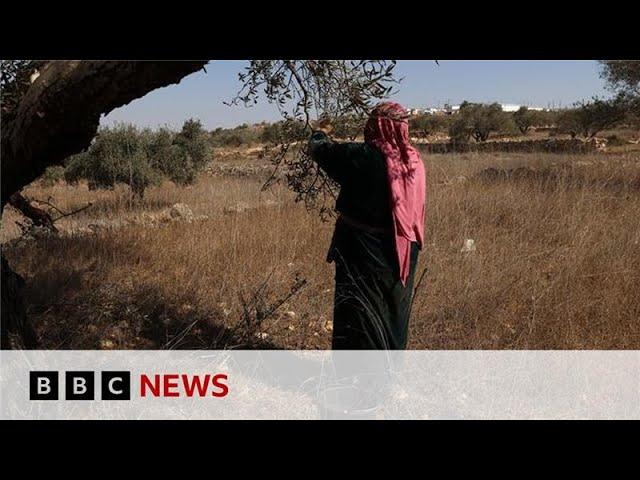 Palestinian olive harvest under threat from Israeli attacks and restrictions | BBC News