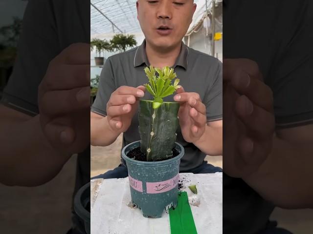 Useful tips for cactus  #cacti #cactus #선인장 #plants