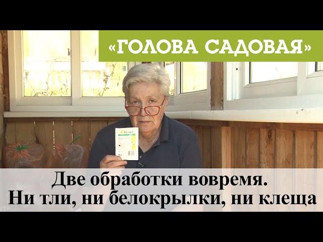 Голова садовая - Две обработки вовремя. Ни тли, ни белокрылки, ни клеща