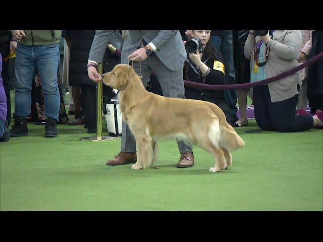 Will This Golden Retriever Win the Westminster Dog Show?