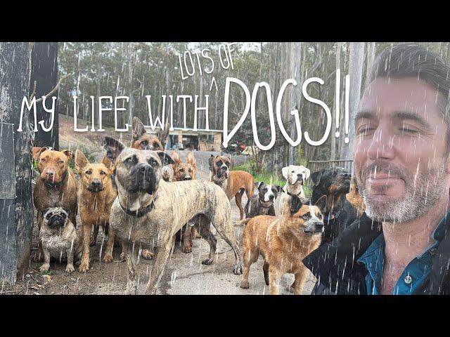 Rainy Day with 21 Dogs // My Life Vlog - with Dogs