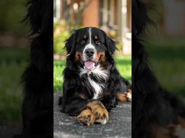 5 Tricks to Teach Your Dog That Look Cute in Pictures  #bernesemountaindog #dogtricks #cutedog