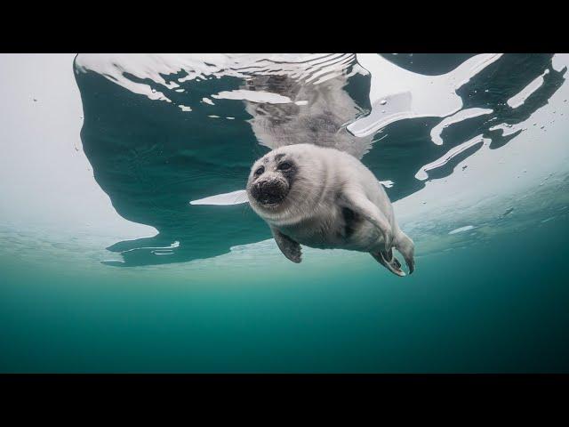 Baikal seal (nerpa) underwater under the ice of the Lake Baikal