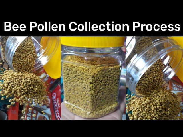 Bee Pollen Collection Process