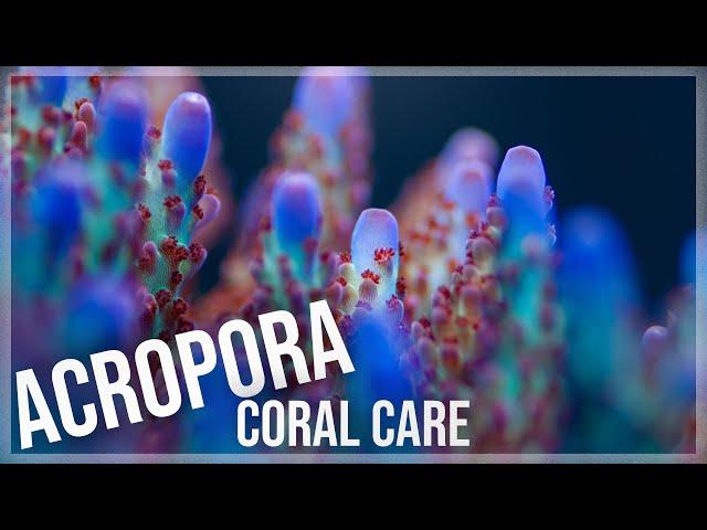 Fundamentals of Acropora Coral Care | SPS