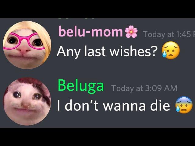 When beluga forgets to do belumom work... | beluga