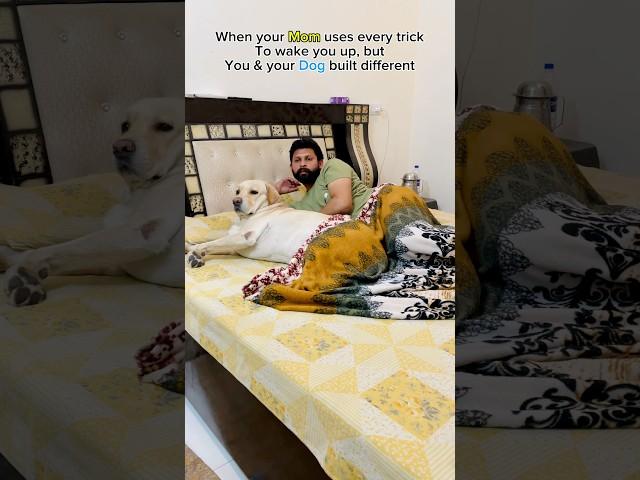 I definitely need to sleep …..#labrador #funnydog #yuvimicky