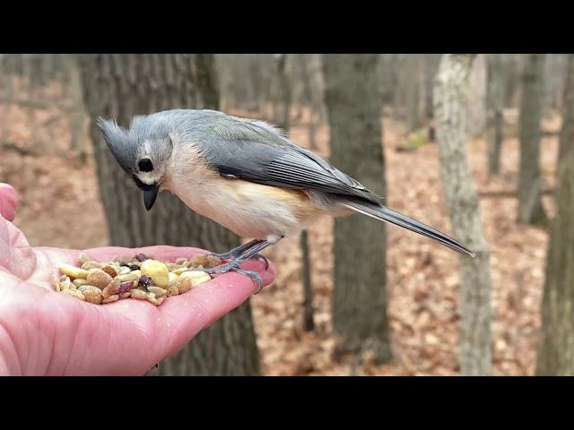 Hand-feeding Birds in Slow Mo - Tufted Titmouse, Red-bellied Woodpecker