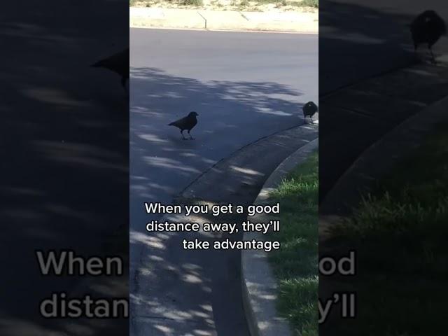  Unravel the Secret: Tips to Befriend Crows in No Time!  #crow #crowbuddy #corvids