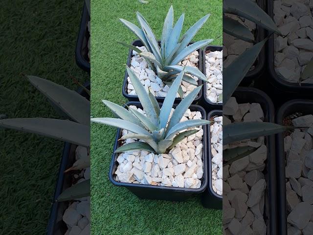 Пересадка агавы. Субстрат для агавы. Agave