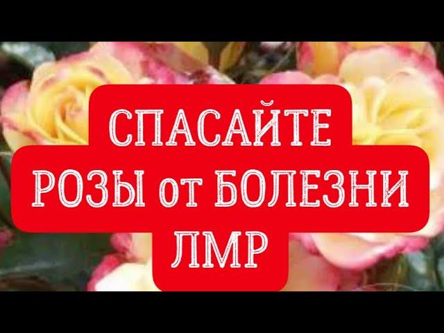 РОЗЫ. СПАСАЙТЕ РОЗЫ от БОЛЕЗНИ «ЛМР». ЛОЖНАЯ МУЧНИСТАЯ РОСА. ПРЕПАРАТЫ ДЛЯ ЛЕЧЕНИЯ.