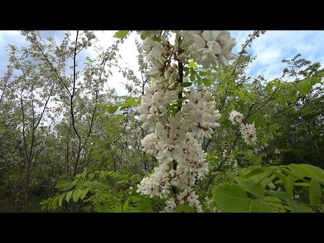 How violently acacia blooms in 2020) Pink and white. Beekeeping.