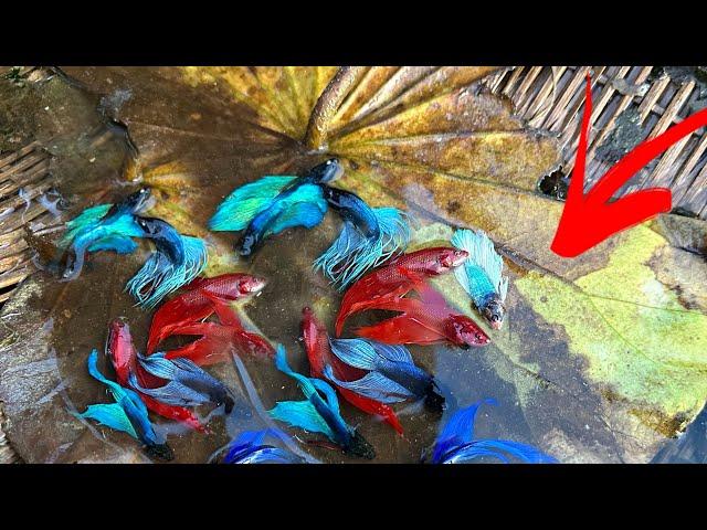 Natural Betta Fish Adventures: Fishing Tips and Tricks with amazing skill by fisherman