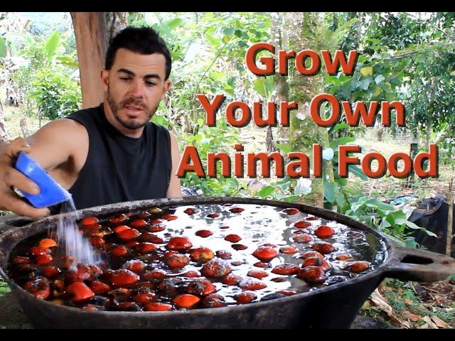 Grow Your Own Animal Food "Living Permaculture" Episode 2 with Brendon McKeon