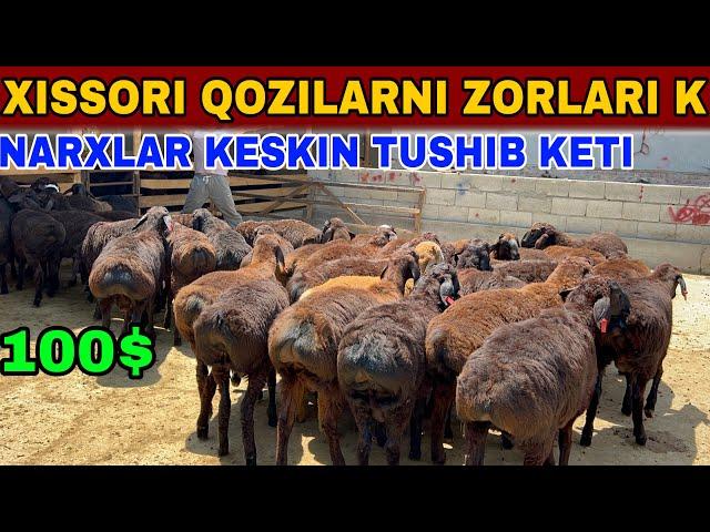 OYBEK TOGA NARXLARNI KESKIN TUSHURIB YUBORDI SHOSHLING