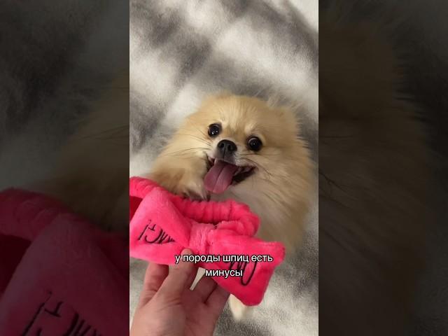 Минусы породы ШПИЦ #pomeranian #шпиц #померанскийшпиц #немецкийшпиц #шпицы