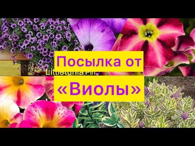 Посылка от агрофирмы «Виола»!