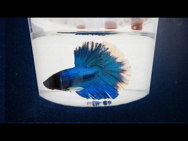 5 Best Places to Buy a Betta Fish