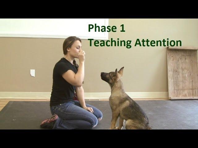 How to Train a Dog to Pay Attention (K9-1.com)