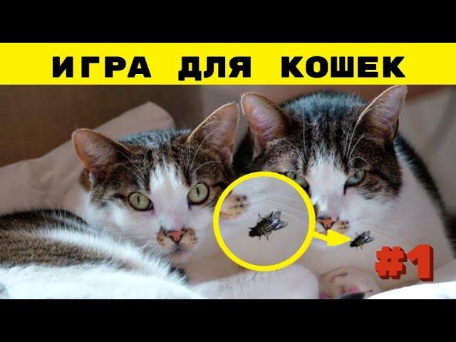  ВИДЕО ИГРЫ ДЛЯ КОШЕК, КОТОВ! 1 ВЫПУСК | МУХИ ЛЕТАЮТ ПО ЭКРАНУ