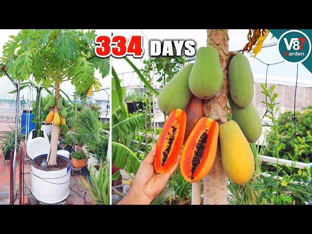 Easy Grow Papaya in Container From Seeds to Harvest | Part2