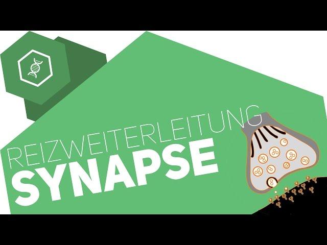 Synapse - Reizübertragung