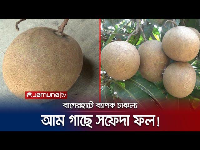 বাগেরহাটে গাছ ভর্তি অদ্ভুত আম; এ যেন আম গাছে সফেদা! | Bagerhat | Strange Mango | Jamuna TV