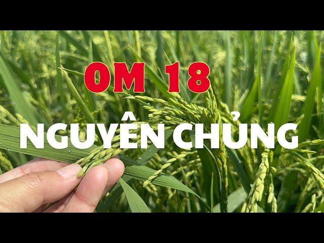 Quy trình sản xuất lúa om 18 nguyên chủng