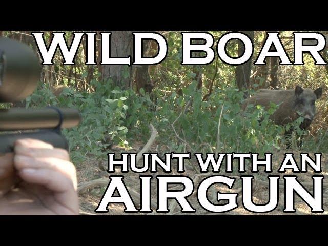 Extreme Airgun Hunting - Wild Boar with a Daystate Wolverine .303