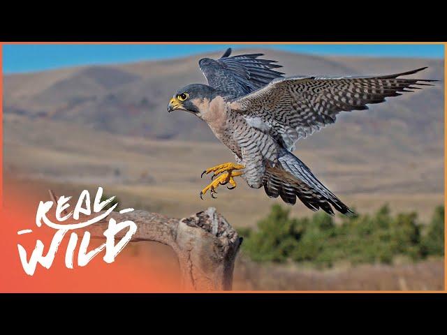 Peregrine Falcon: The 320kph Killer Bird | Amazing Animals Series | Real Wild