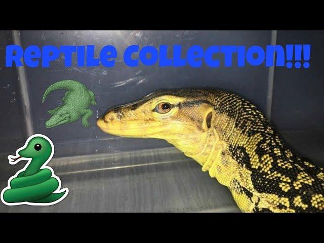 Huge Reptile Collection June 2017