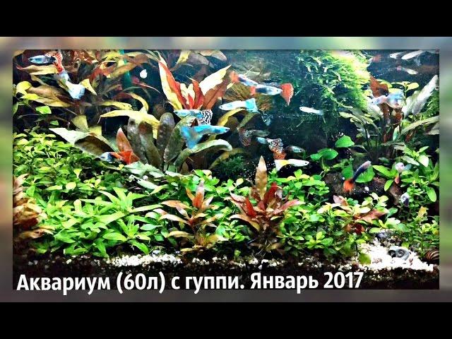 Аквариум c  гуппи и СО2.   январь 2017