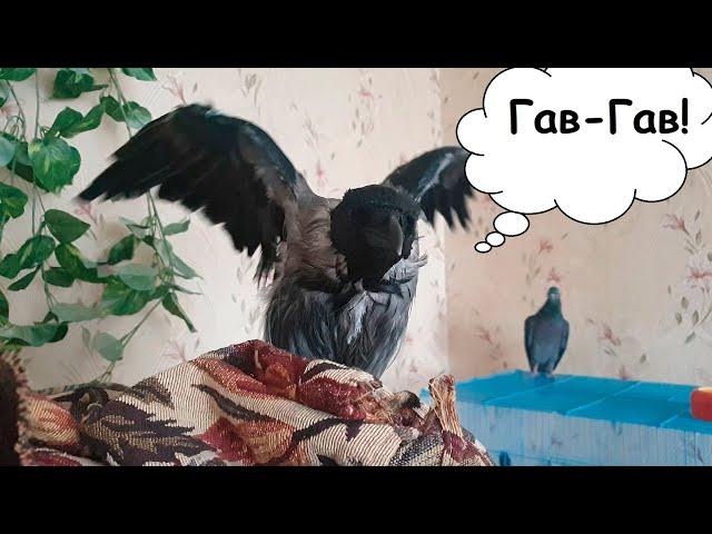 Ворона Капля лает как собака. Our crow can bark