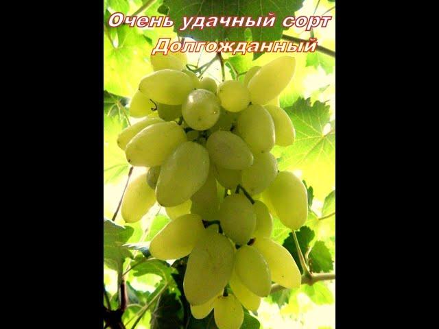 Сорт винограда Долгожданный-УДАЧА знаменитого селекционера В.Н.Крайнова-создателя чудесных сортов!!!