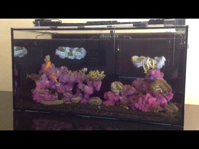 120g SCA Reef Tank Build - Dealing with a power outage