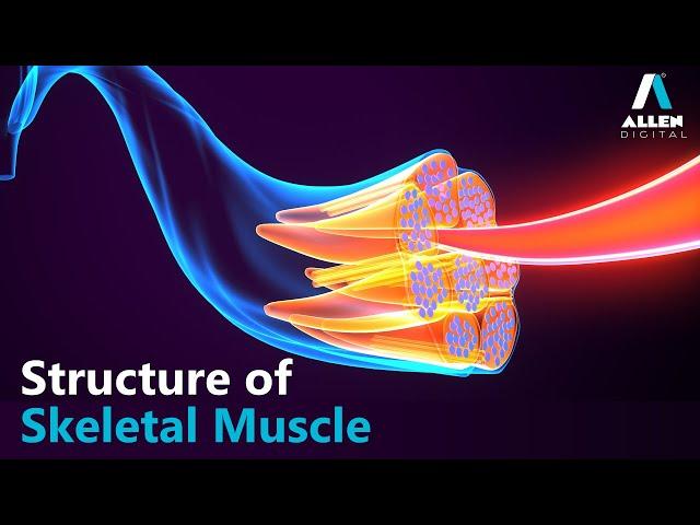 Structure of Skeletal Muscle | Biology | Allen Digital