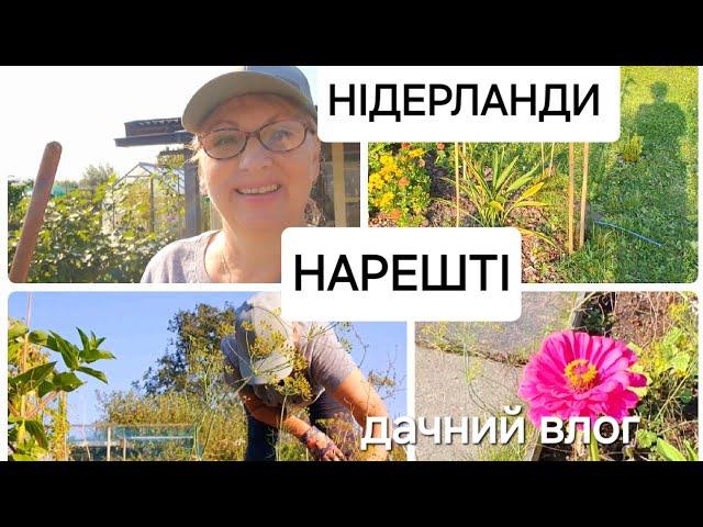 Чи легке життя українців за кордоном Плани Нідерланди Дача @elenaholland5 #нідерланди