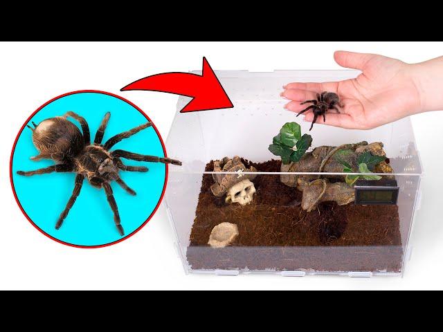 Cómo crecen las tarántulas | Una perfecta casa para tu mascota araña